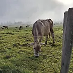 Lampererhof Alloggio per agriturismo Sankt Johann in Tirol