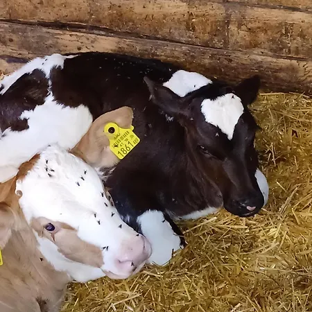 Lampererhof * St. Johann in Tirol