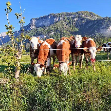 Lampererhof Urlaub Am Bauernhof Çiftlik konaklama Sankt Johann in Tirol