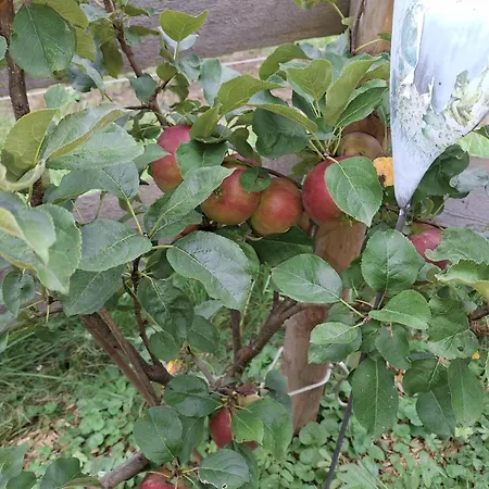 Lampererhof Séjour à la ferme St. Johann in Tirol