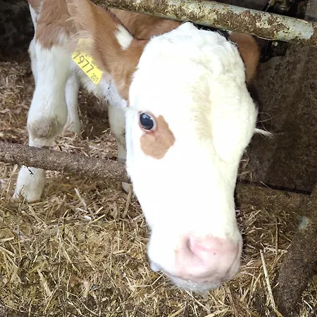 Séjour à la ferme Lampererhof *