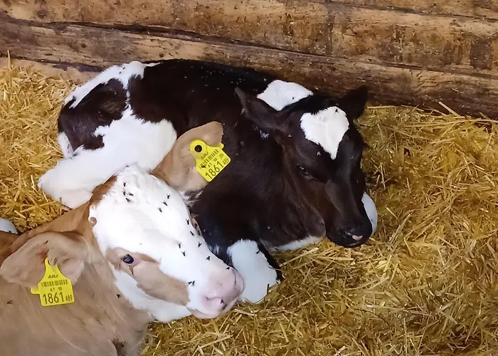 Lampererhof * Sankt Johann in Tirol
