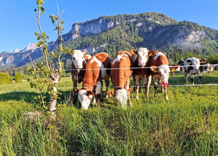 Lampererhof Agroturismo Sankt Johann in Tirol