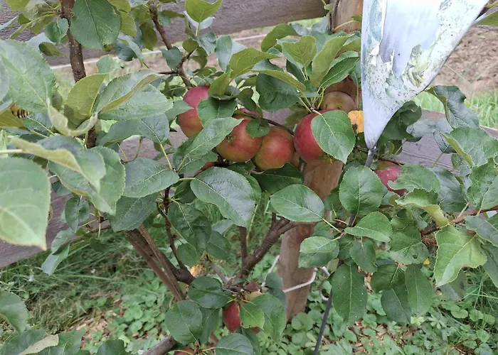 Lampererhof ファームステイ サンクト・ジョアン・イン・チロル